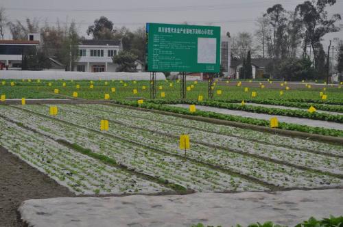 蔬菜不打农药怎么除虫？四种方式不可不知