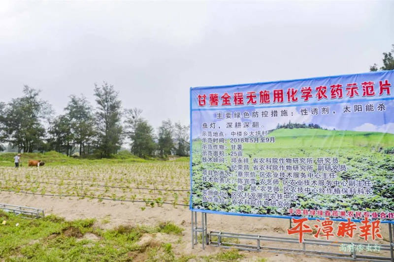 福建平潭甘薯种植示范区