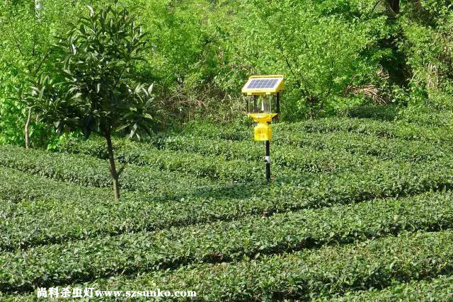 安徽石台县茶园用免费观看美女直播绿色防控